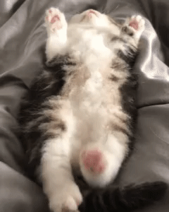 고양이 움짤.gif | 인스티즈
