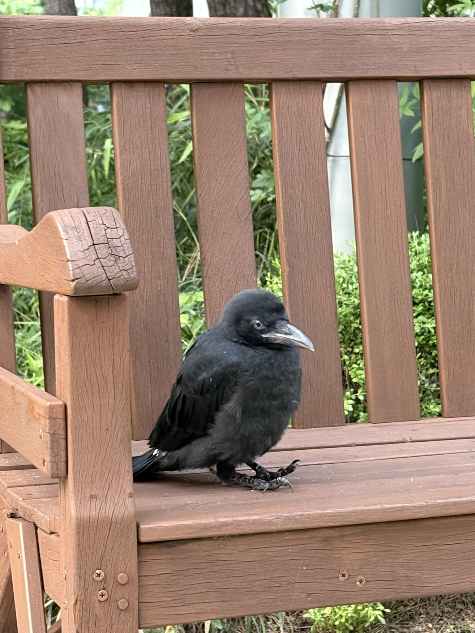 벤치에 멍하니 앉아있는 까마귀.jpg | 인스티즈