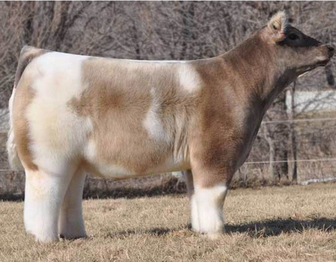 이름이랑 생긴게 전혀 매칭 안된다는 소 1위 | 인스티즈