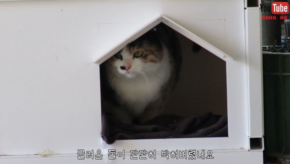 [hahaha] 아기 삼색냥이 인생 최대의 도박 | 인스티즈