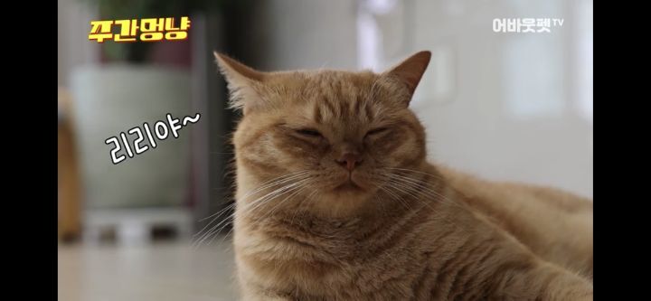 아빠바라기 고양이 | 인스티즈