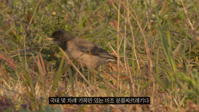 [사진100장스압] 고양이가 자연생태계에 끼치는 심각한 영향 | 인스티즈