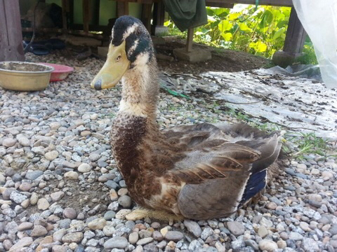 진도스키 및 오리 및 닭들 | 인스티즈