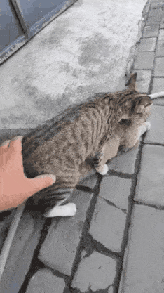 야스 방해하기 .gif | 인스티즈