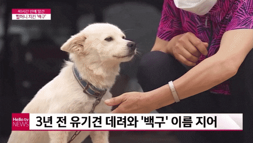 90대 할머니 살린 킹갓 백구.gif | 인스티즈