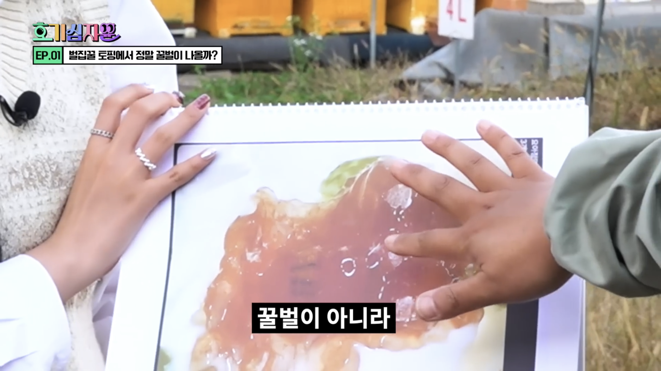 요거트 아이스크림 벌집꿀에서 나오는 벌의 정체............jpg | 인스티즈