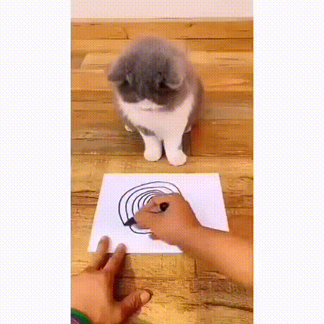 고양이 버그 .gif | 인스티즈