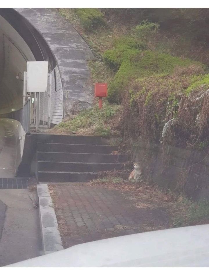 터널앞에 버려져서 비 쫄딱 맞던 댕댕이는 결국... | 인스티즈