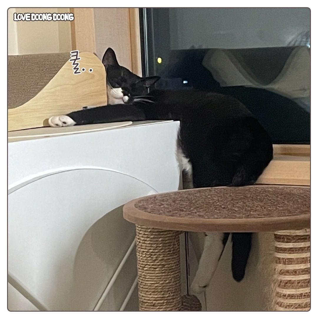 창틀에 낑겨서 자는 고양이.jpg | 인스티즈