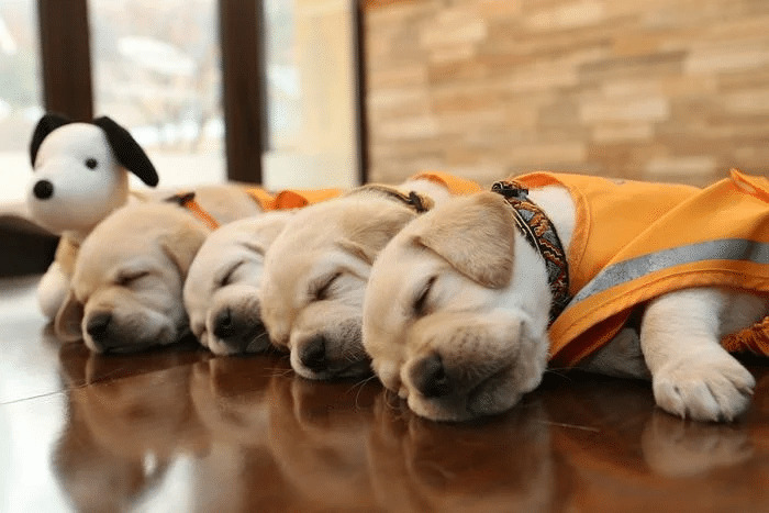 🐶 안내견 공부중입니다! | 인스티즈