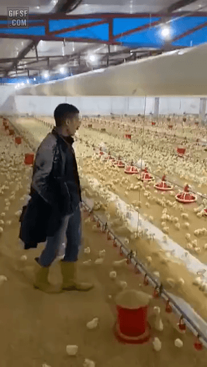 병아리떼에 둘러싸인 남자 | 인스티즈