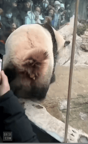 대소변보는 판다 | 인스티즈