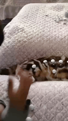 아이와 놀아주는 고양이.gif | 인스티즈