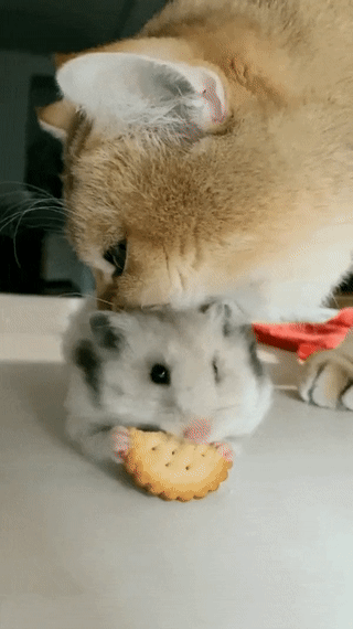 햄스터 기다리는 고양이.gif | 인스티즈