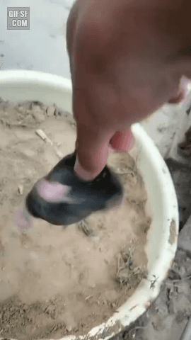 사람들이 잘 모르는 두더지 실제 모습 | 인스티즈