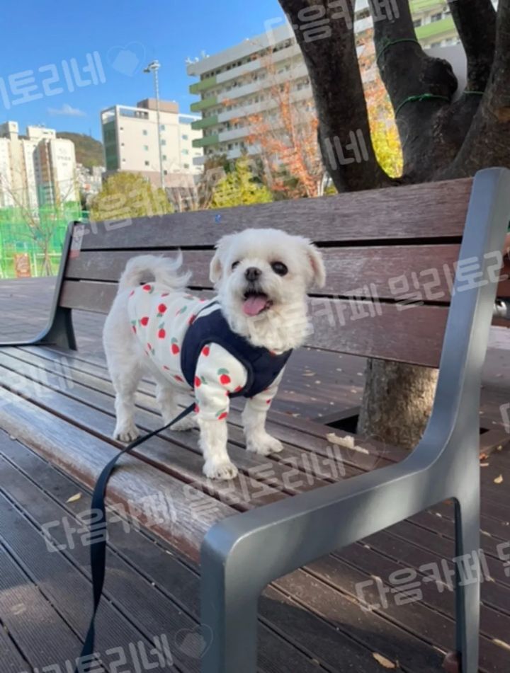 산책 만족 불만족 바로 티남 | 인스티즈