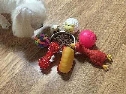 밥안먹는 댕댕이 밥먹이는 방법.JPG | 인스티즈