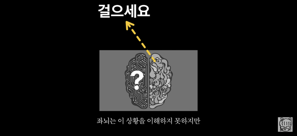 (스압)분리 뇌 실험 | 인스티즈