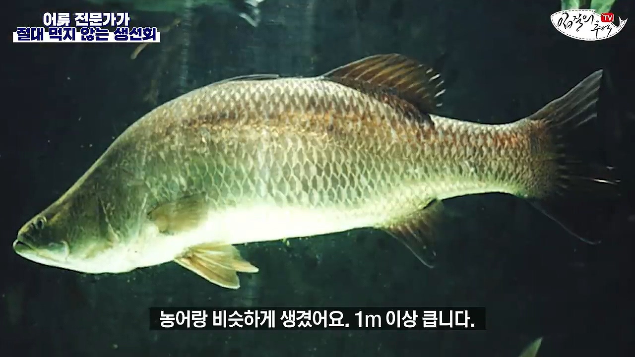 어류 전문가가 꼽은 절대 먹지 않는 생선회 7개 | 인스티즈