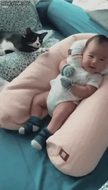 집사들은 아는 고양이 실제 모습 | 인스티즈