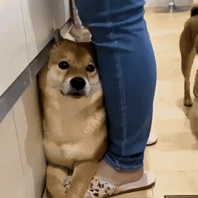 주인 일 못하게 하는 댕댕이들.gif | 인스티즈