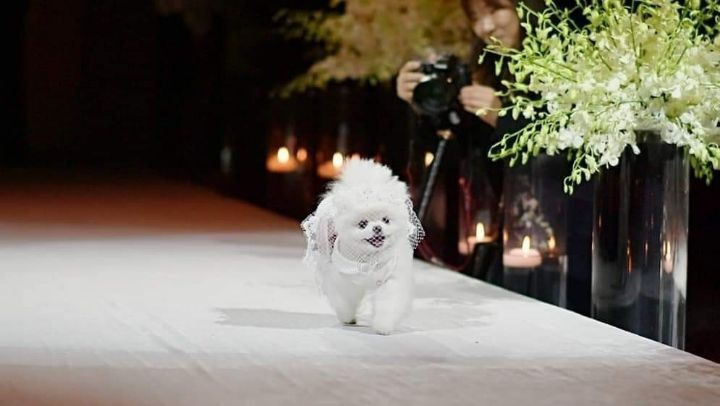 주인 결혼식에서 런웨이한 포메 | 인스티즈