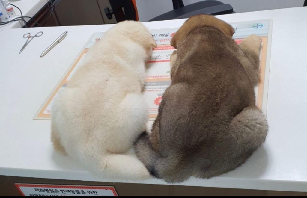 처음와본 동물병원에서 긴장해 뻗어버린 똥개들 | 인스티즈