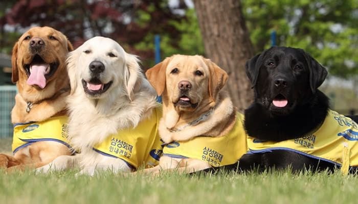 🐶 안내견 공부중입니다! | 인스티즈