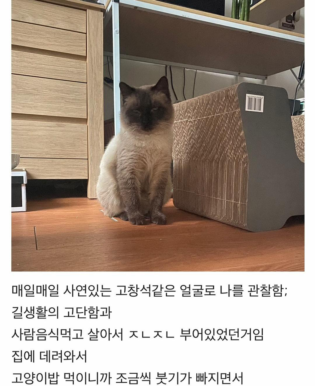 집냥이가 된 어느 길냥이 이야기 | 인스티즈