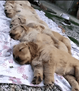 과자 봉지 소리를 들은 인절미들.gif | 인스티즈