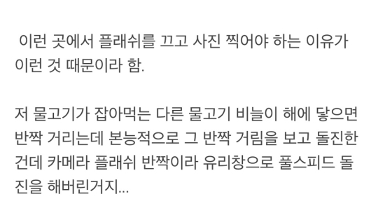 수족관에서 유리에 돌진해서 죽은 물고기 | 인스티즈