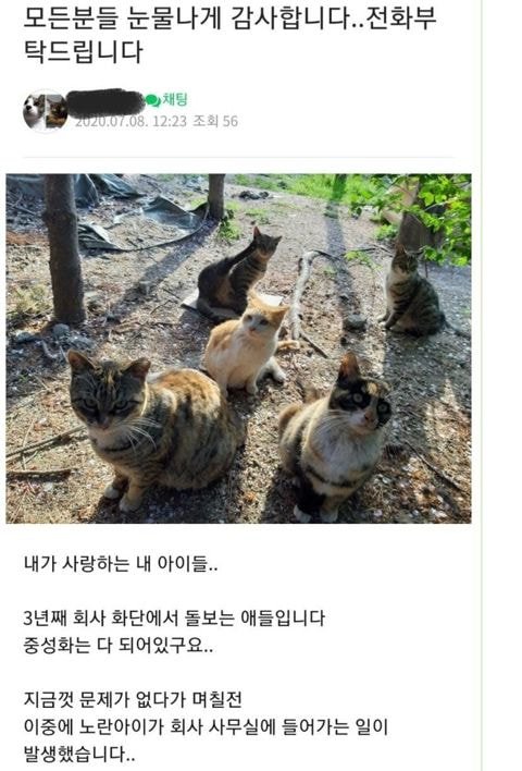 민원테러한 길냥이충들.jpg (20년 7월) | 인스티즈