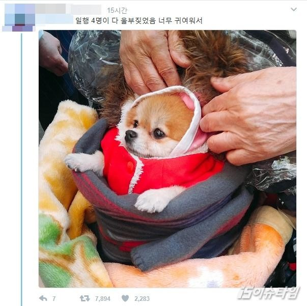 할머니 밑에서 자란 강아지 | 인스티즈