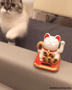 따라하는 냥냥이 | 인스티즈
