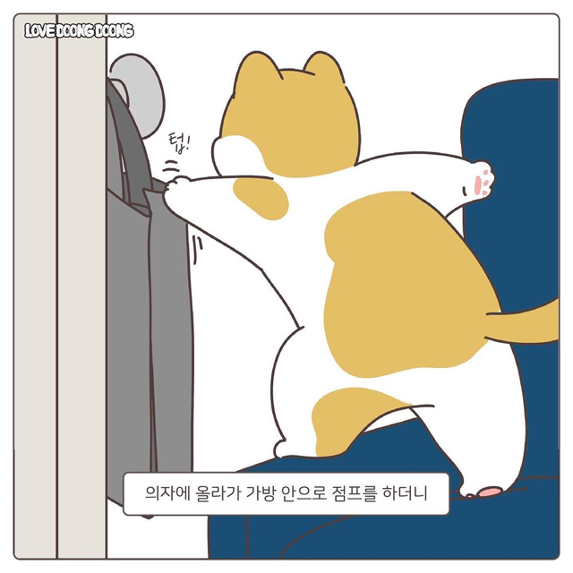 프라이탁 가방에 환장하는 냥이.gif | 인스티즈