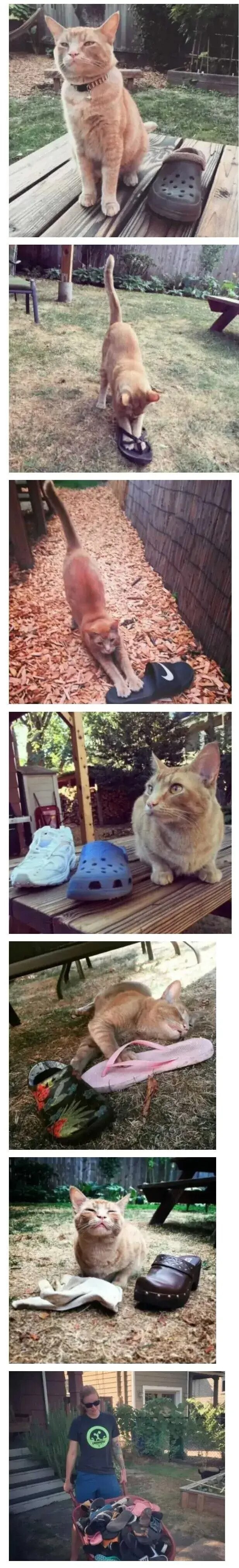 은혜 갚은 고양이 .jpg | 인스티즈