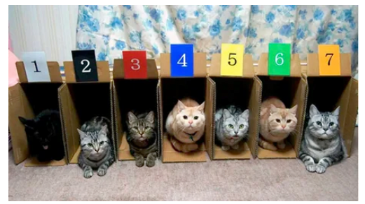 고양이 경주가 없는 이유 | 인스티즈