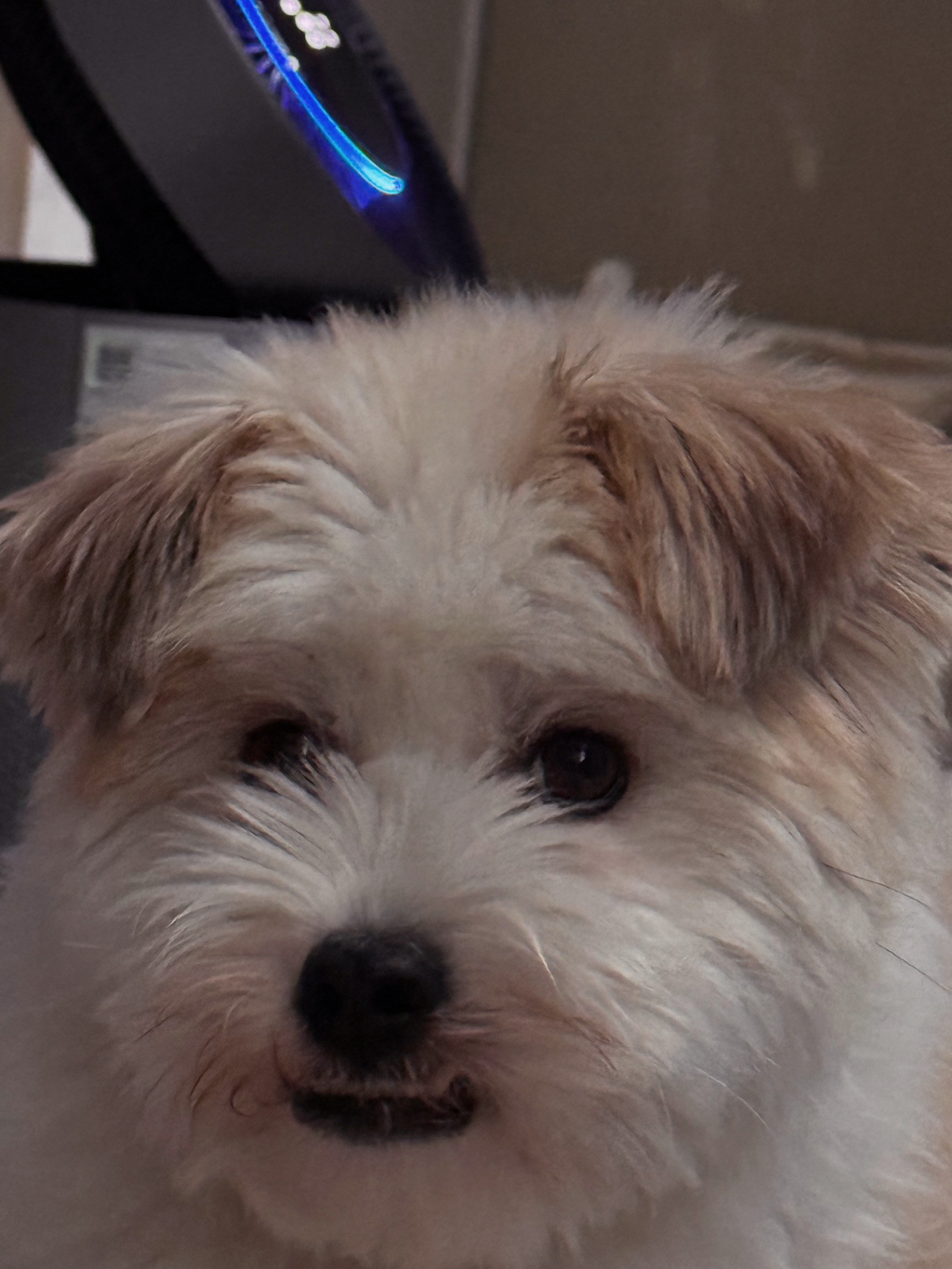 길냥이 길댕이 맘에들면 주워가라길래 주워옴 | 인스티즈