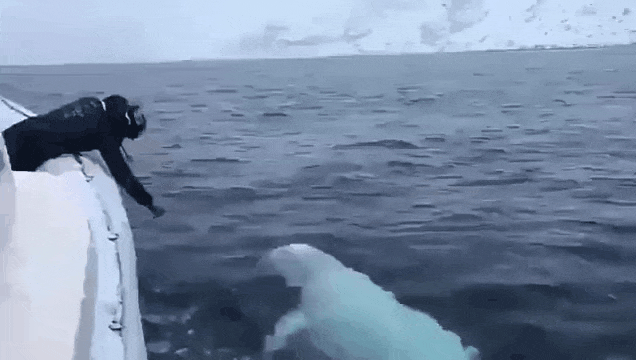 공놀이하는 벨루가 | 인스티즈