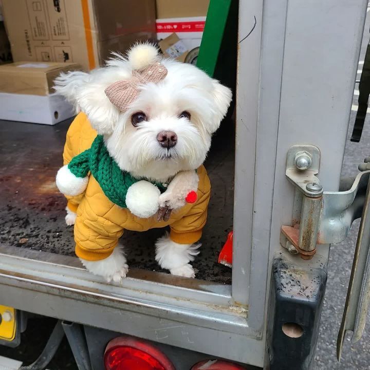 크리스마스 이브에도 열일 중인 택배견 경태.jpg | 인스티즈