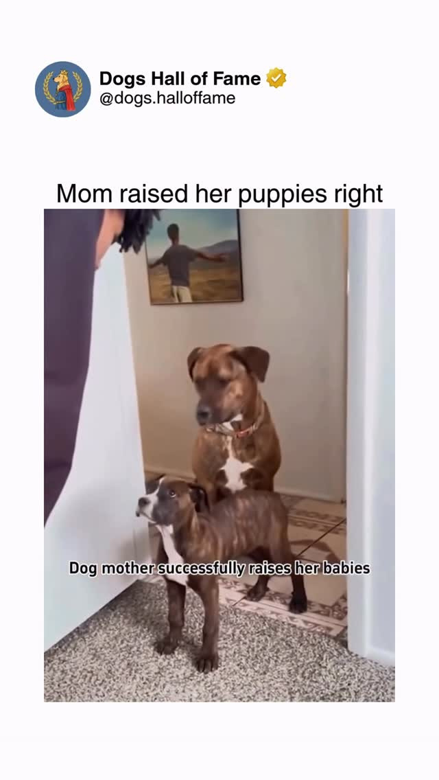 새끼를 가르치는 어미 개 | 인스티즈