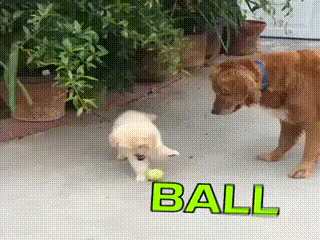 아기 멍뭉이의 집중력.gif | 인스티즈