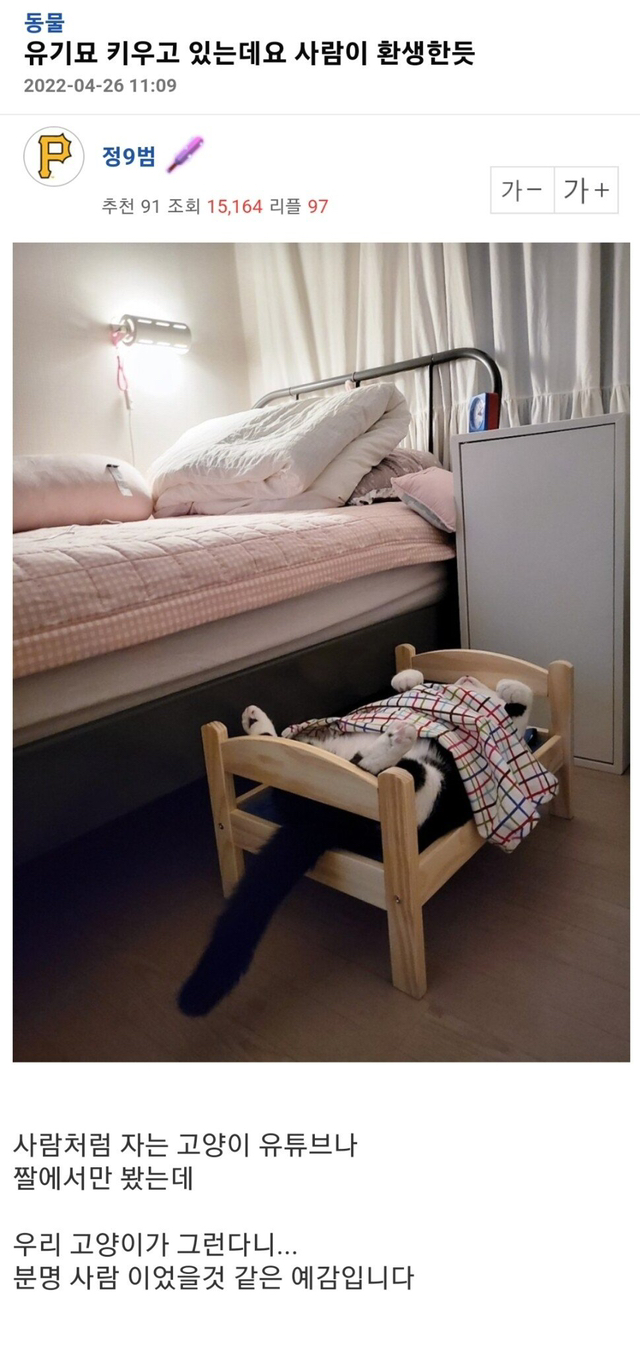 (혐오주의)다친고양이 입양 전후jpg | 인스티즈