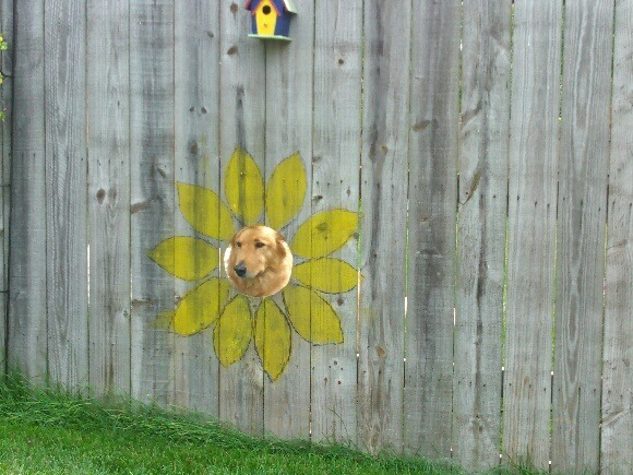 주인이 담장에 손수 만들어준 댕댕이용 창문.jpg | 인스티즈