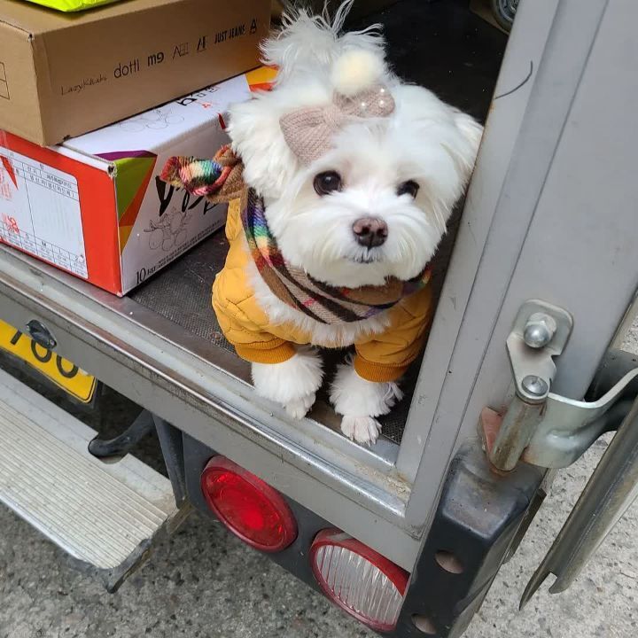크리스마스 이브에도 열일 중인 택배견 경태.jpg | 인스티즈