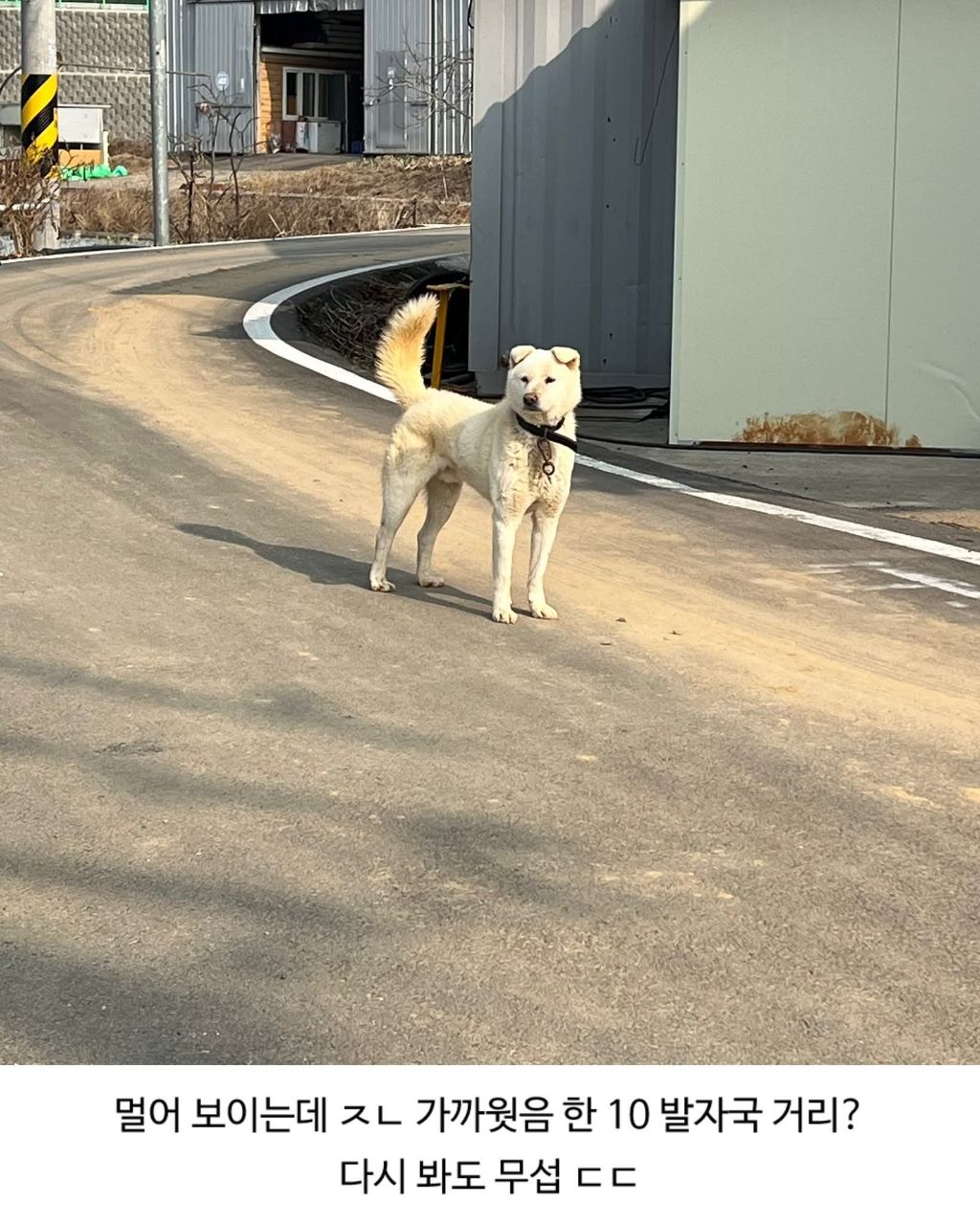 할머니집 시골개 산책시켜줌 | 인스티즈