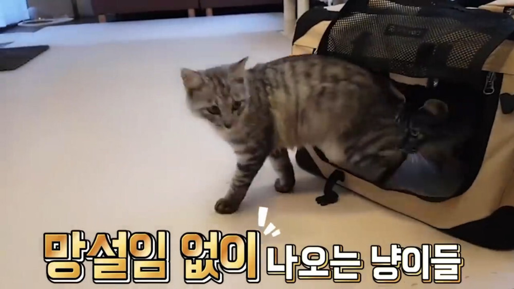 [스압주의] 일본인 캣맘 유튜버 2편 - 3천만원짜리 고양이 집 지음 | 인스티즈