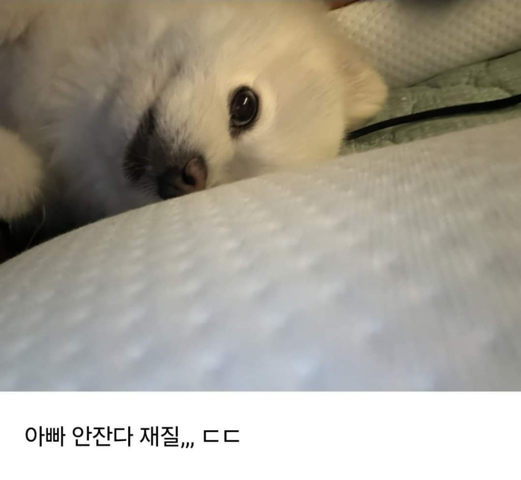 회사에 개인사정때문에 강아지를 데려왔던 직장인 | 인스티즈