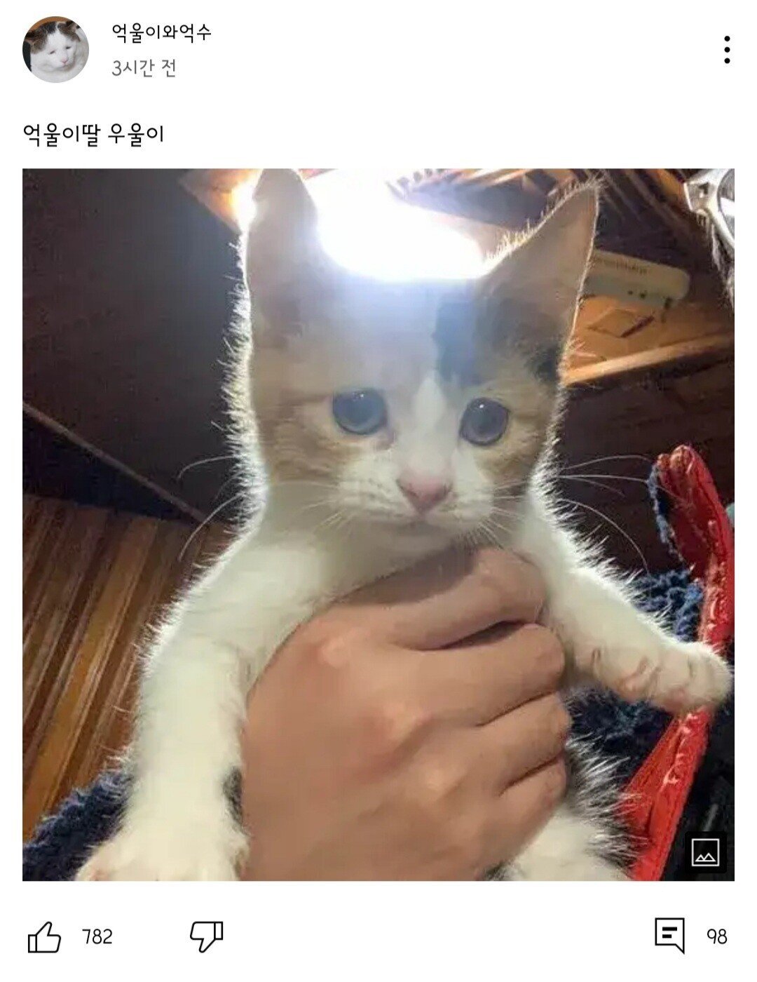 억울하게 생긴 고양이 억울이 근황 | 인스티즈