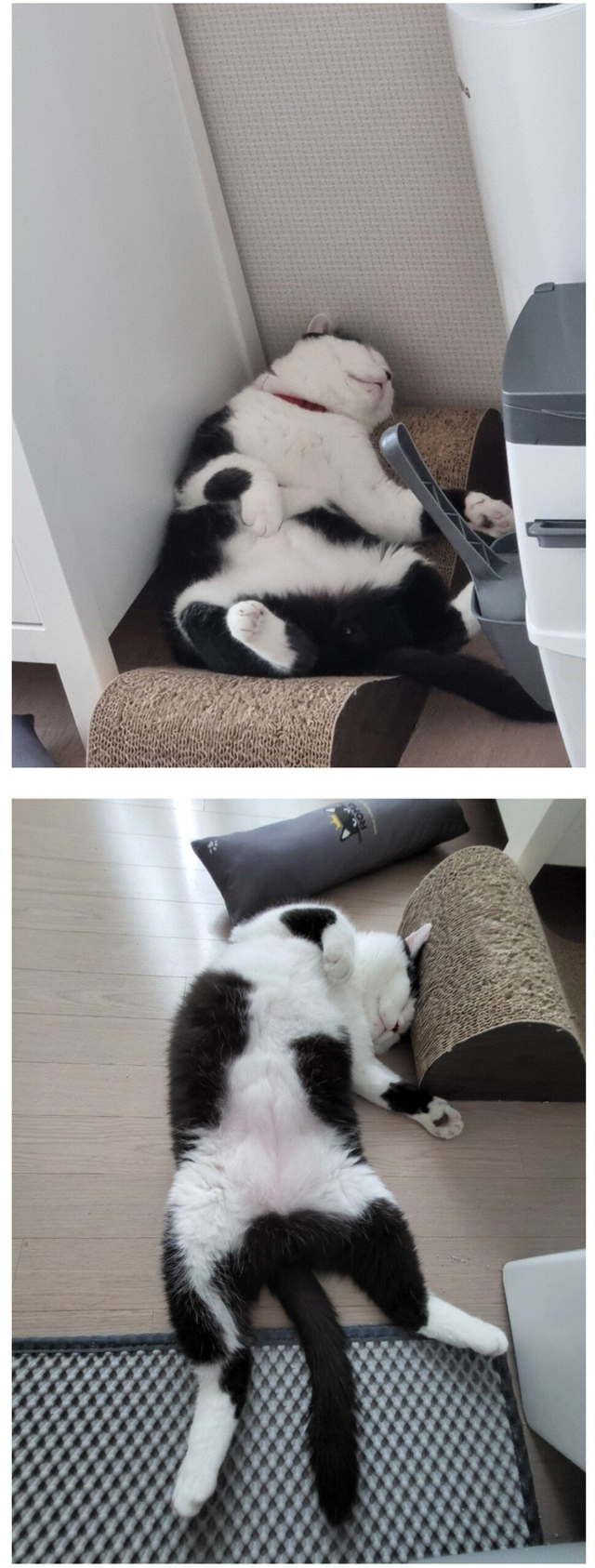 (혐오주의)다친고양이 입양 전후jpg | 인스티즈